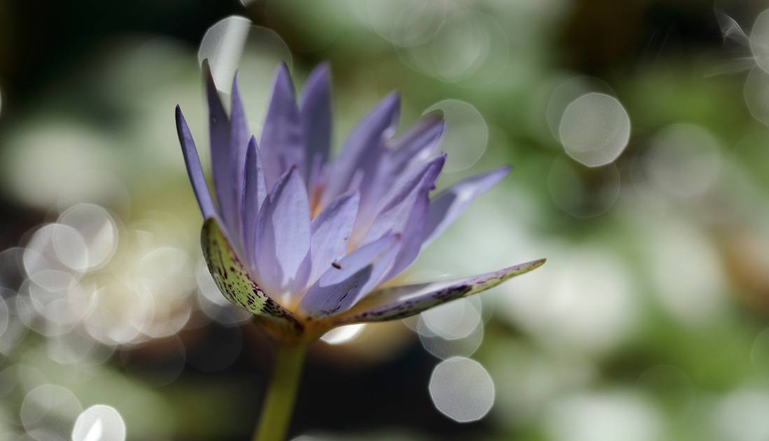 紫色のスイレンの花
