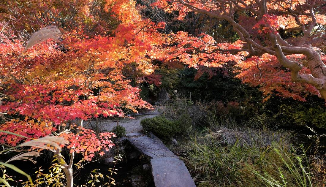 赤く色づき始めた紅葉となりひらはし