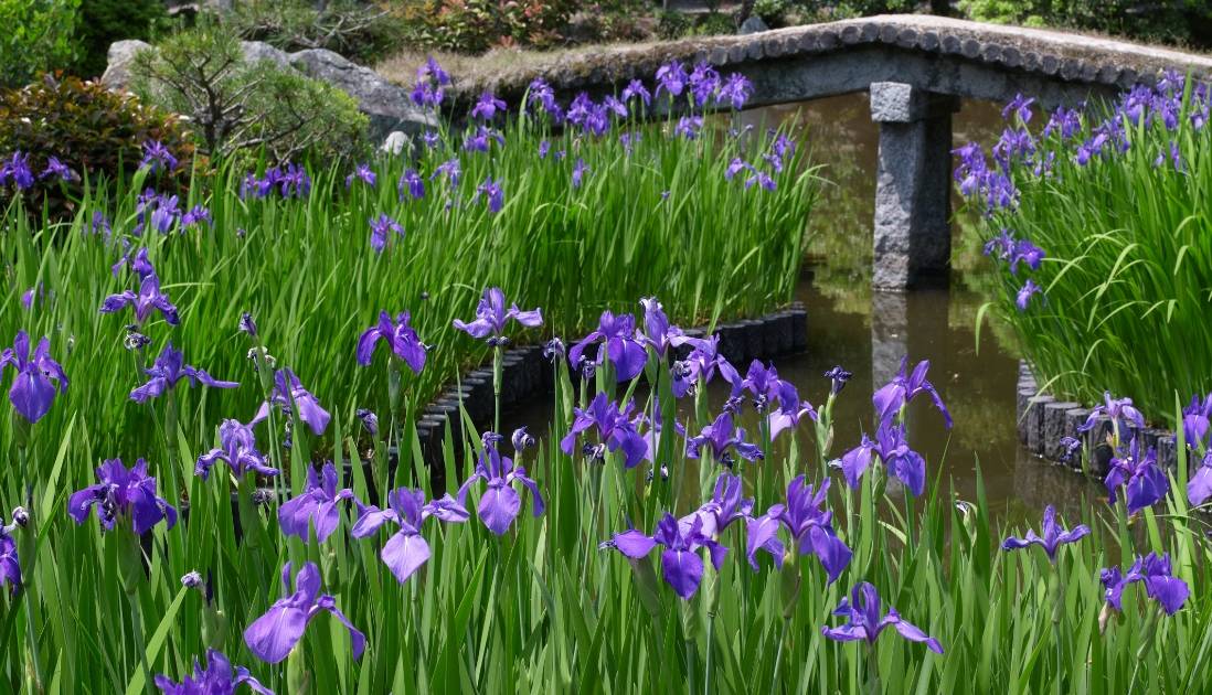 鮮やかな紫色の花菖蒲