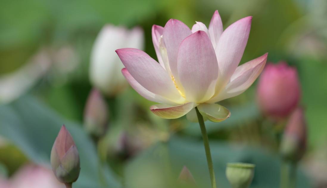ピンク色の蓮の花