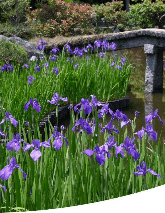 木々の奥に見える古寺