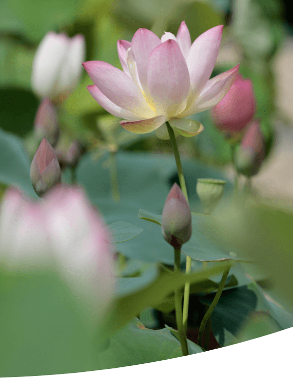 ピンク色の蓮の花