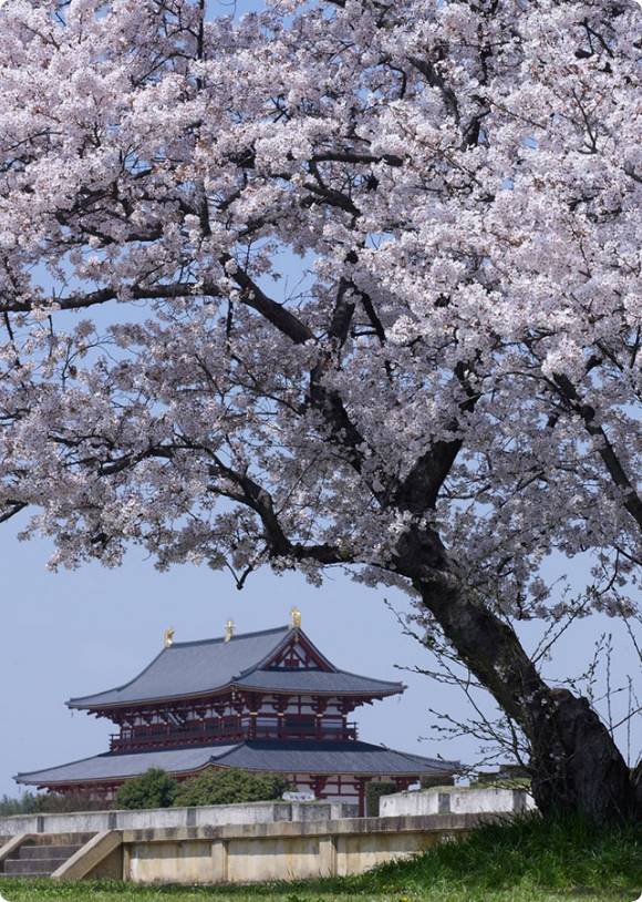 満開の桜とお城